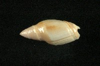 藏品(乳彈頭榧螺)的圖片